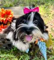 Maggie , a female Morkie for sale in Winslow, AR – 6 of 7