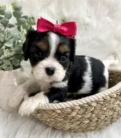 Tia , a female Cavalier King Charles Spaniel for sale in Winslow, AR – 4 of 7