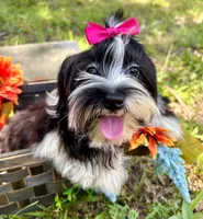 Maggie , a female Morkie for sale in Winslow, AR – 3 of 7