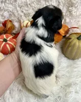 Delta, a female Biewer for sale in Winslow, AR – Photo 6 of 7