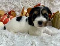 Delta, a female Biewer for sale in Winslow, AR – Photo 3 of 7