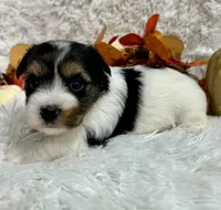 Delta, a female Biewer for sale in Winslow, AR – Photo 7 of 7