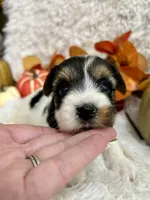 Delta, a female Biewer for sale in Winslow, AR – Photo 4 of 7