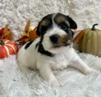 Delta, a female Biewer for sale in Winslow, AR – Photo 1 of 7