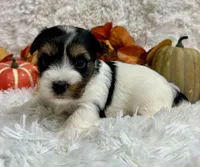 Delta, a female Biewer for sale in Winslow, AR – Photo 2 of 7