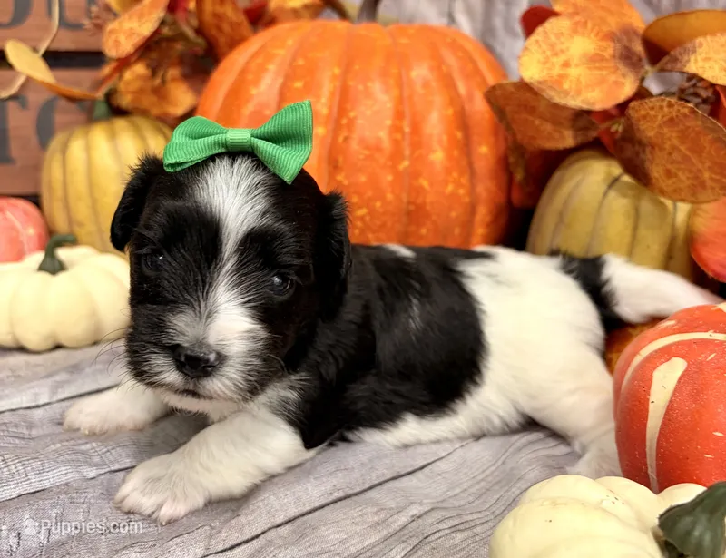 Murphy  – Morkie puppy for sale in Winslow, AR