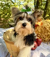 Dash , a male Biewer for sale in Winslow, AR – 4 of 10