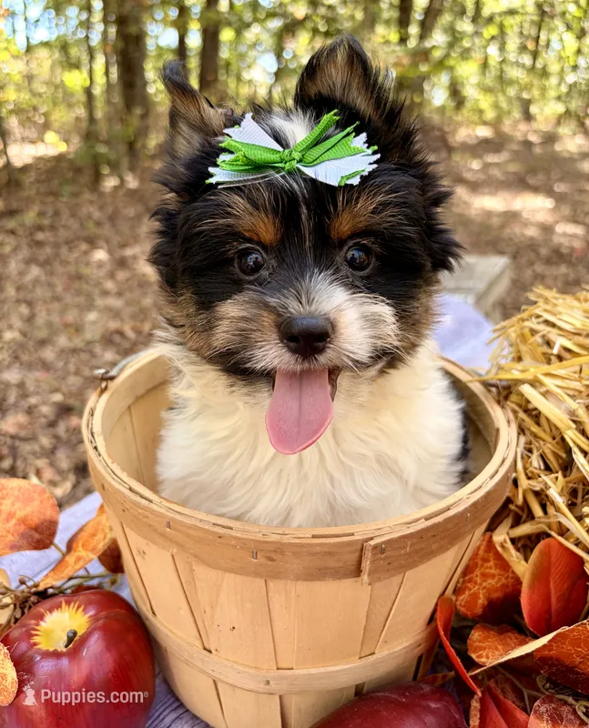 Vinnie  – Biewer puppy for sale in Winslow, AR