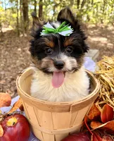 Vinnie , a male Biewer for sale in Winslow, AR – 1 of 5