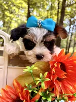 Joey , a male Yorkshire Terrier for sale in Winslow, AR – 5 of 5