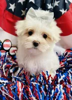 Princess, a female Maltese for sale in Winslow, AR – Photo 1 of 4