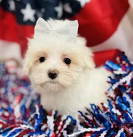 Princess, a female Maltese for sale in Winslow, AR – Photo 3 of 4