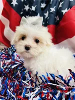 Princess, a female Maltese for sale in Winslow, AR – Photo 4 of 4