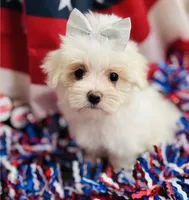 Princess, a female Maltese for sale in Winslow, AR – Photo 2 of 4