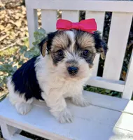 Mia , a female Morkie for sale in Winslow, AR – 4 of 5