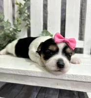 Mia , a female Morkie for sale in Winslow, AR – Photo 3 of 3