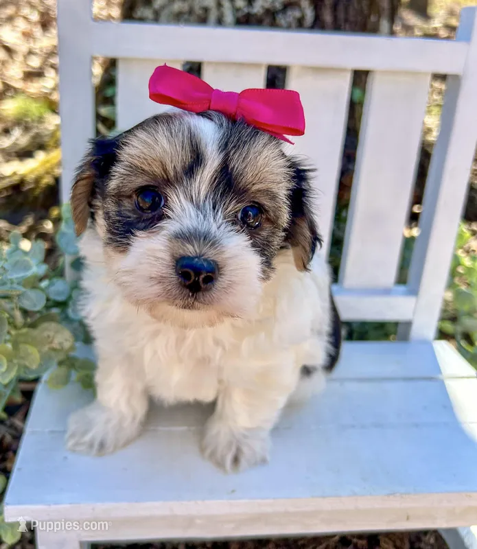 Mia  – Morkie puppy for sale in Winslow, AR
