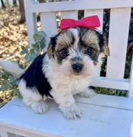 Mia , a female Morkie for sale in Winslow, AR – 2 of 5