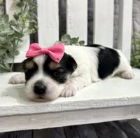 Mia , a female Morkie for sale in Winslow, AR – Photo 2 of 3