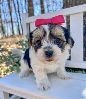 Mia , a female Morkie for sale in Winslow, AR – 5 of 5