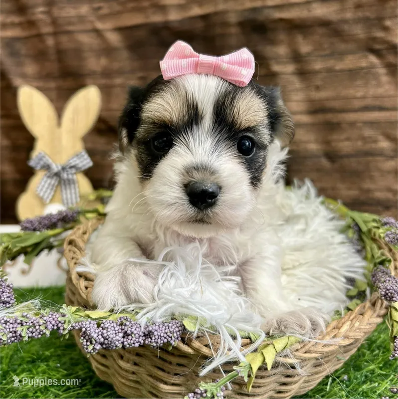 Mia  – Morkie puppy for sale in Winslow, AR