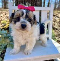 Mia , a female Morkie for sale in Winslow, AR – 3 of 5