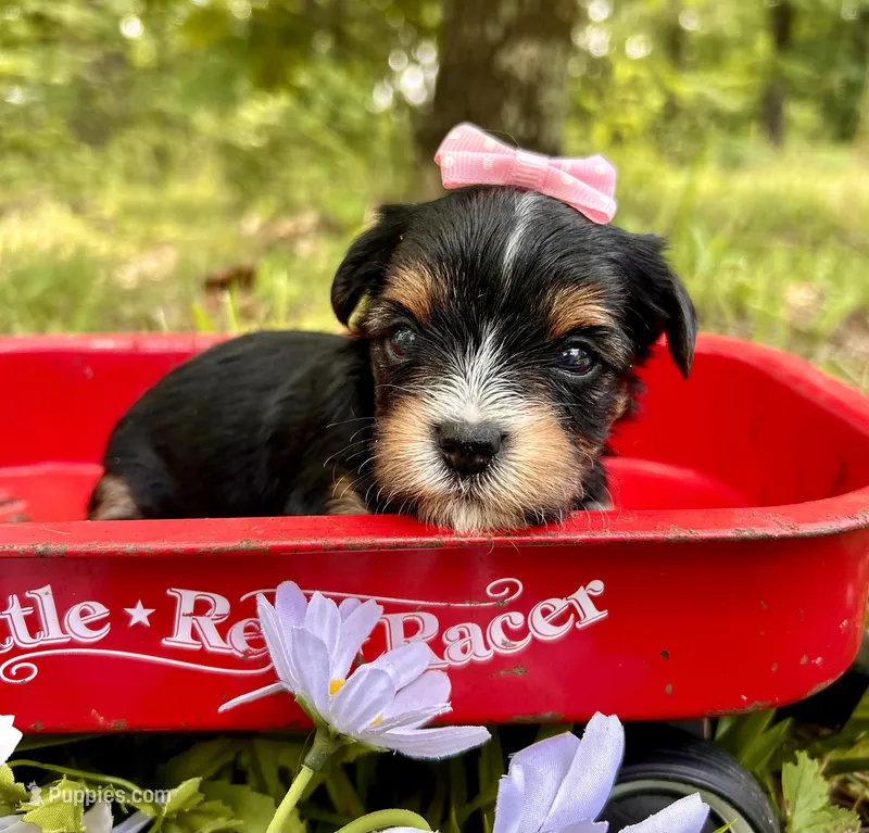 Jayley – Yorkshire Terrier puppy for sale in Winslow, AR