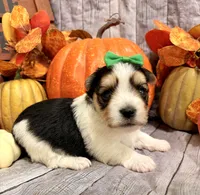 Moose , a male Morkie for sale in Winslow, AR – 3 of 4