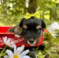 Jasper , a male Yorkshire Terrier for sale in Winslow, AR – 3 of 4