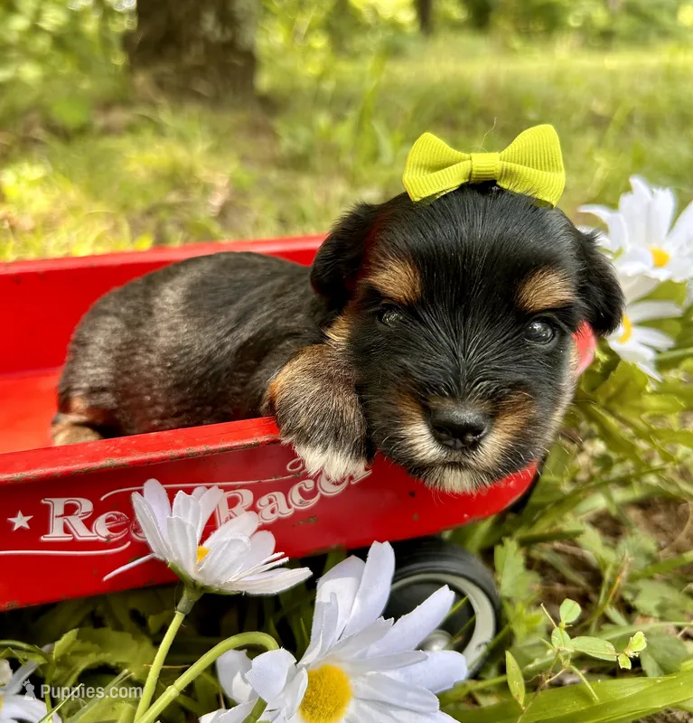 Jasper  – Yorkshire Terrier puppy for sale in Winslow, AR