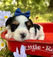 Joey , a male Yorkshire Terrier for sale in Winslow, AR – 3 of 4