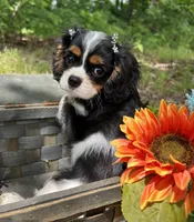 Tia , a female Cavalier King Charles Spaniel for sale in Winslow, AR – 5 of 8