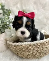 Tia , a female Cavalier King Charles Spaniel for sale in Winslow, AR – 5 of 7