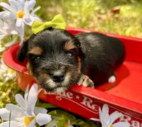 Jasper , a male Yorkshire Terrier for sale in Winslow, AR – 2 of 4