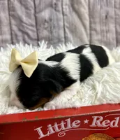 Bridget, a female Biewer for sale in Winslow, AR – Photo 3 of 5