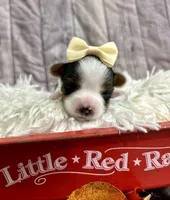 Bridget, a female Biewer for sale in Winslow, AR – Photo 1 of 5