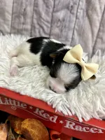 Bridget, a female Biewer for sale in Winslow, AR – Photo 5 of 5