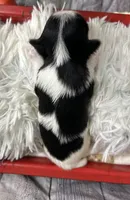 Bridget, a female Biewer for sale in Winslow, AR – Photo 4 of 5