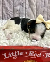 Bridget, a female Biewer for sale in Winslow, AR – Photo 2 of 5