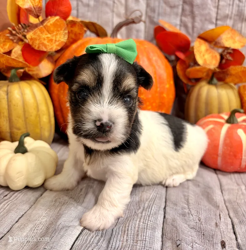 Milo  – Morkie puppy for sale in Winslow, AR