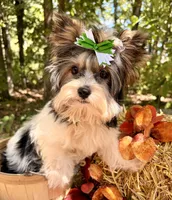 Dash , a male Biewer for sale in Winslow, AR – 3 of 10