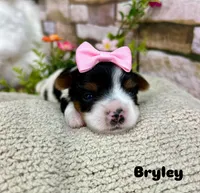 Bryley, a female Biewer for sale in Winslow, AR – Photo 3 of 3