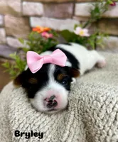 Bryley, a female Biewer for sale in Winslow, AR – Photo 1 of 3