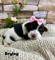 Bryley, a female Biewer for sale in Winslow, AR – Photo 2 of 3