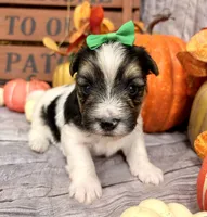 Monty , a male Morkie for sale in Winslow, AR – 3 of 4