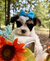 Joey , a male Yorkshire Terrier for sale in Winslow, AR – 2 of 5