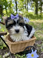 Becca, a female Biewer for sale in Winslow, AR – Photo 3 of 4