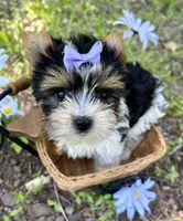 Becca, a female Biewer for sale in Winslow, AR – Photo 1 of 4