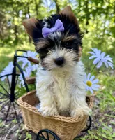 Becca, a female Biewer for sale in Winslow, AR – Photo 2 of 4