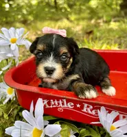 Jayley, a female Yorkshire Terrier for sale in Winslow, AR – 4 of 4